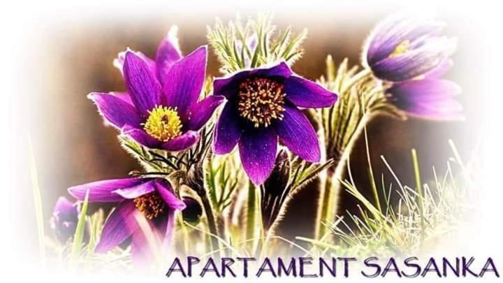 קובארה Apartament Sasanka מראה חיצוני תמונה